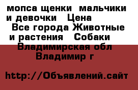 мопса щенки -мальчики и девочки › Цена ­ 25 000 - Все города Животные и растения » Собаки   . Владимирская обл.,Владимир г.
